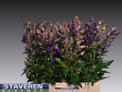 Aconitum Carmichaelii Arendsii 65cm