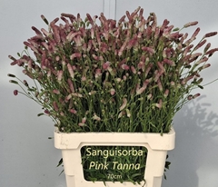 Sanguisorba Officinalis Pink Tanna 70cm
