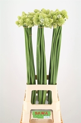Ornithogalum Saundersiae 90cm