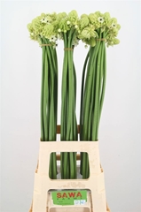 Ornithogalum Saundersiae 85cm