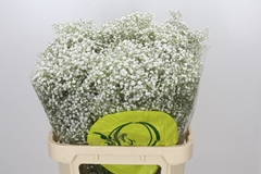 Gypsophila Paniculata Xlence 80cm 45gr.