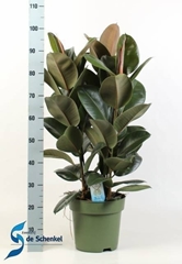 Ficus Cloe 27Ø 100cm