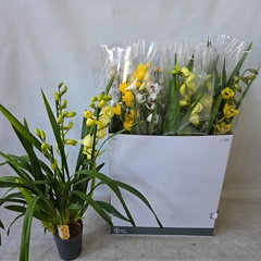 Cymbidium Mixed 14Ø 85cm 3st