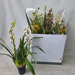 Cymbidium Mixed 14Ø 80cm 2st