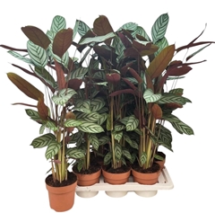 Ctenanthe Compactsta 17Ø 80cm