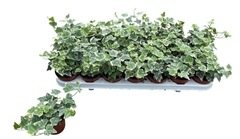 Hedera Helix White Wonder 8Ø 15cm