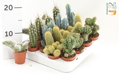 Cactus Mix 5Ø 10cm