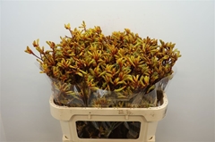 Anigozanthos Gold Fever 70cm