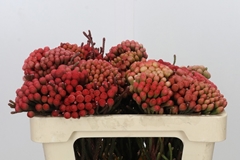 Brunia Laevis Red 50cm