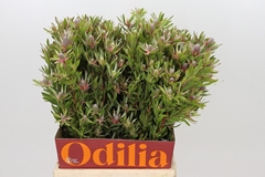 Leucadendron Ayoba Star Pearl 50cm Spray