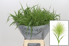 Panicum Fontaine 70cm