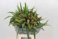 Setaria Italica Red Jewel 70cm