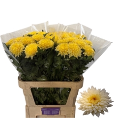 Chrysanth Single Yeti Beach 80cm 80gr.