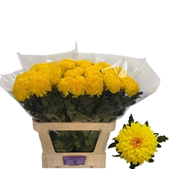 Chrysanth Singe Yeti Dark Yellow 90cm 80gr.