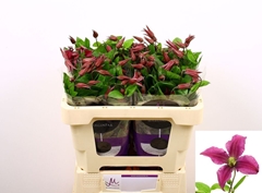 Clematis Amazing Kyiv 50cm