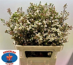 Chamelaucium Ziv 80cm 60gr.