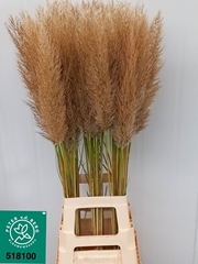 Cortaderia Selloana Silver Mountain 100cm
