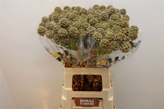 Scabiosa Stellata 60cm