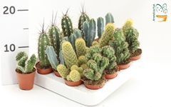 Cactus Mix 5Ø 10cm