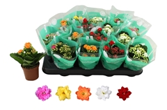 Kalanchoe Double Rosaline Mix 7Ø 15cm