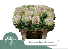 Brassica Crane Bicolour 60cm