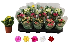 Kalanchoe Double Rosaline Mix 7Ø 15cm