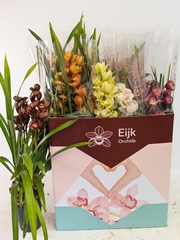 Cymbidium Mixed 14Ø 75cm 3st