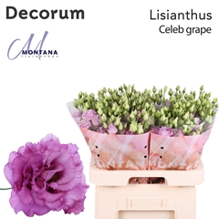 Eustoma Double Celeb Grape 70cm