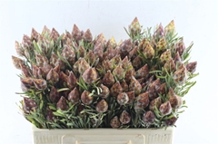 Leucadendron Rubrum 50cm