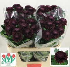 Chrysanth Single Poker 70cm 70gr.