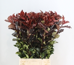 Photinia Mag Volcano 90cm
