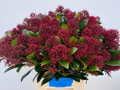 Skimmia Japonica Rubella Per Bunch 50cm