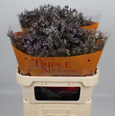Limonium Safora Lilac 80cm 40gr.