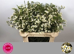 Chamelaucium White Star 80cm 50gr.