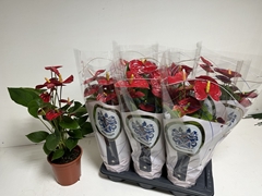Anthurium Jambo Red 17Ø 60cm