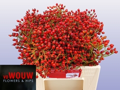 Rosa Plenty 35cm