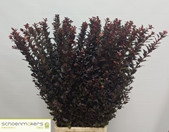 Physocarpus Magical Sweet Cherry 100cm