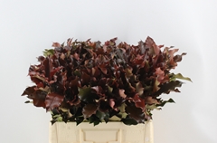 Photinia Mag Volcano 60cm