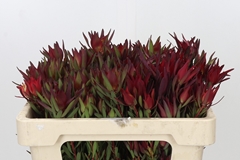 Leucadendron Salignum Blush 50cm Spray