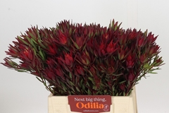 Leucadendron Salignum Blush 40cm Spray