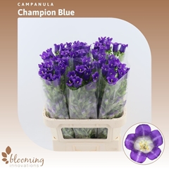 Campanula Champion Blue 70cm