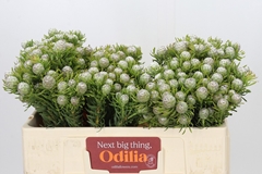 Leucadendron Ayoba Jade Pearl 50cm Spray