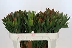 Leucadendron Ayoba African Sky 70cm