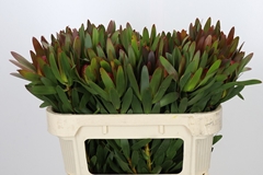 Leucadendron Ayoba African Sky 70cm