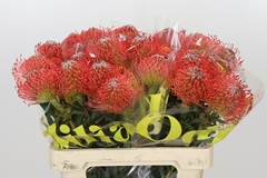 Leucospermum Ayoba Pink 60cm
