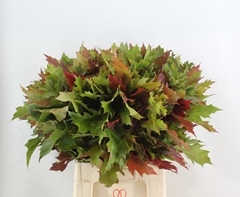 Quercus Rubra 80cm