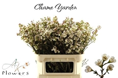 Chamelaucium Yarden 80cm 60gr.