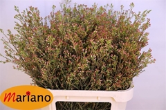 Chamelaucium Blondie 80cm 50gr.