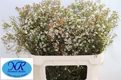 Chamelaucium Blondie 80cm 40gr.