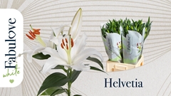 Lily Oriental Helvetia 70cm 3+